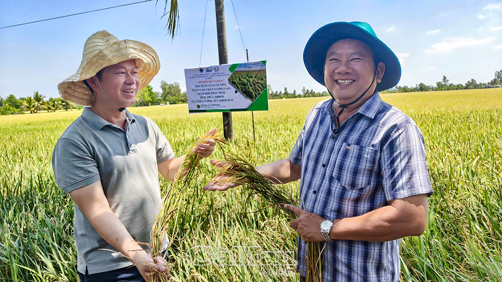 Mô hình lúa giảm phát thải do Đại học Cần Thơ triển khai tại tỉnh Cà Mau cho kết quả vượt kỳ vọng